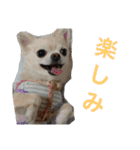 チャッピーとノンの日常生活（個別スタンプ：9）