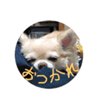 チャッピーとノンの日常生活（個別スタンプ：11）