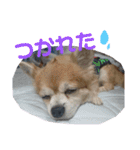 チャッピーとノンの日常生活（個別スタンプ：13）