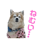 チャッピーとノンの日常生活（個別スタンプ：14）