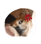 チャッピーとノンの日常生活（個別スタンプ：16）