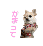 チャッピーとノンの日常生活（個別スタンプ：17）