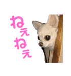 チャッピーとノンの日常生活（個別スタンプ：19）