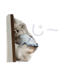チャッピーとノンの日常生活（個別スタンプ：20）