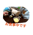 チャッピーとノンの日常生活（個別スタンプ：24）