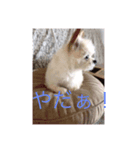 犬のpapaくん（個別スタンプ：1）