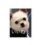 犬のpapaくん（個別スタンプ：2）
