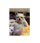 犬のpapaくん（個別スタンプ：4）