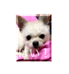 犬のpapaくん（個別スタンプ：5）