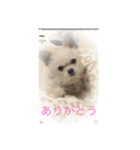 犬のpapaくん（個別スタンプ：6）