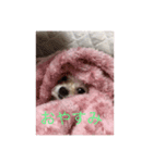 犬のpapaくん（個別スタンプ：7）
