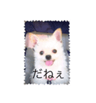 犬のpapaくん（個別スタンプ：8）
