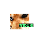 ランディ日記（雑種）2（個別スタンプ：11）