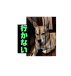 ランディ日記（雑種）2（個別スタンプ：14）