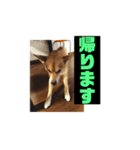 ランディ日記（雑種）2（個別スタンプ：15）