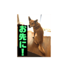 ランディ日記（雑種）2（個別スタンプ：16）