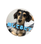 いなかっぺワンコ(遠州弁)（個別スタンプ：1）