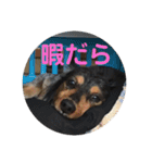 いなかっぺワンコ(遠州弁)（個別スタンプ：3）