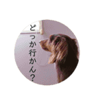 いなかっぺワンコ(遠州弁)（個別スタンプ：4）