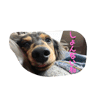 いなかっぺワンコ(遠州弁)（個別スタンプ：8）