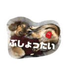 いなかっぺワンコ(遠州弁)（個別スタンプ：23）