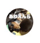 いなかっぺワンコ(遠州弁)（個別スタンプ：26）