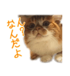 ひのきとしらかば(修正版)（個別スタンプ：1）