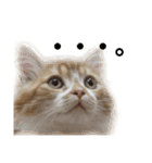 ひのきとしらかば(修正版)（個別スタンプ：2）