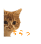 ひのきとしらかば(修正版)（個別スタンプ：3）