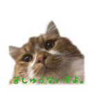 ひのきとしらかば(修正版)（個別スタンプ：11）