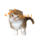 ひのきとしらかば(修正版)（個別スタンプ：12）