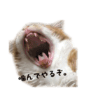 ひのきとしらかば(修正版)（個別スタンプ：15）