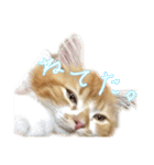 ひのきとしらかば(修正版)（個別スタンプ：16）