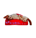 にゃん師匠。part1（個別スタンプ：9）