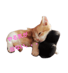 にゃん師匠。part1（個別スタンプ：10）