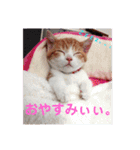 にゃん師匠。part1（個別スタンプ：14）