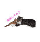 にゃん師匠。part1（個別スタンプ：16）