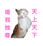 にゃん師匠。part1（個別スタンプ：24）
