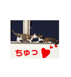 にゃん師匠。part1（個別スタンプ：35）