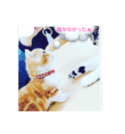 にゃん師匠。part1（個別スタンプ：38）