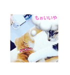 にゃん師匠。part1（個別スタンプ：39）