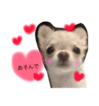チョコミル（個別スタンプ：11）
