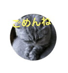 スコティッシュのぺぺ（個別スタンプ：6）