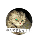 スコティッシュのぺぺ（個別スタンプ：8）