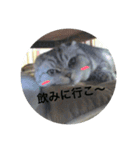 スコティッシュのぺぺ（個別スタンプ：9）