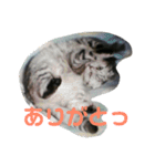 スコティッシュのぺぺ（個別スタンプ：12）