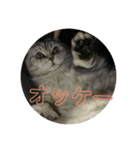 スコティッシュのぺぺ（個別スタンプ：13）