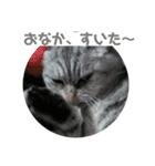 スコティッシュのぺぺ（個別スタンプ：14）