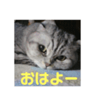 スコティッシュのぺぺ（個別スタンプ：15）
