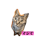 じょー 16歳（個別スタンプ：3）
